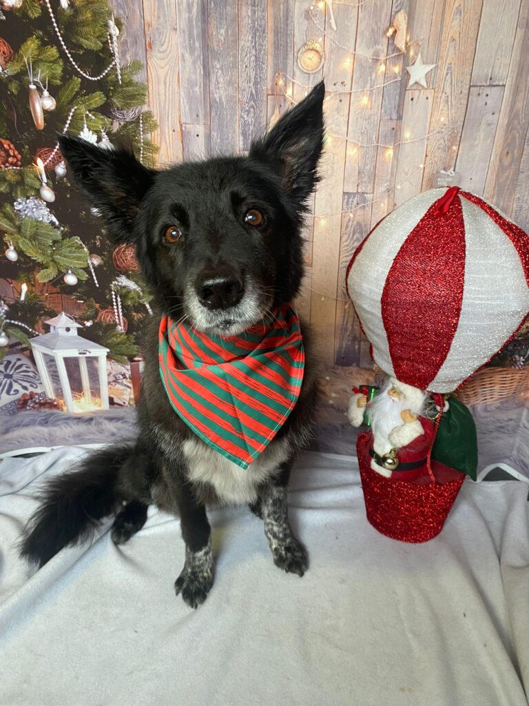 Pip