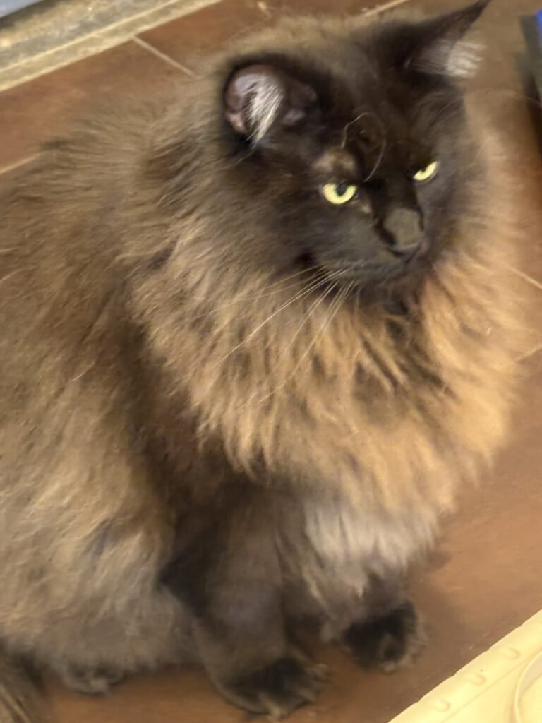 Chico