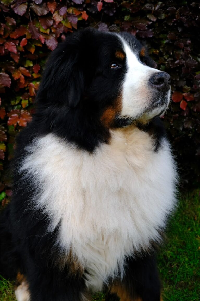 Bob